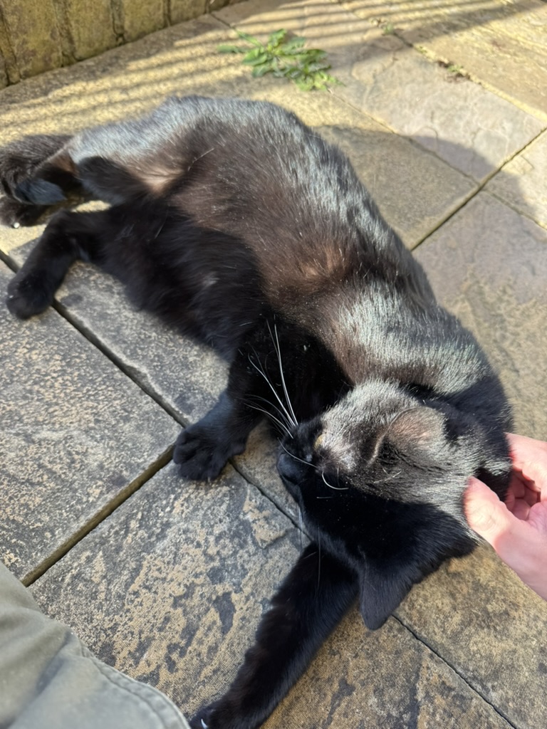 cat